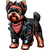 Yorkshire Terrier Rocker