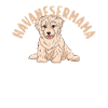 Dog Havanese
