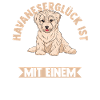 Dog Havanese