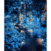 Enter the Forest
