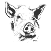 Portrait of a pig
