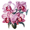 Orchidee