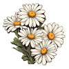 Daisies 5 flowers