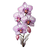 Orchidée