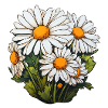 Daisies 5 flowers