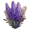 Lavender