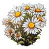 Daisy