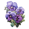 Pansy
