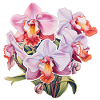 Orchidée