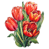 Tulips 5 Flowers
