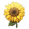 Sonnenblume