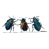 3Beetles