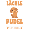 Hund Pudel