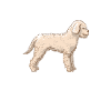 Caniche chien