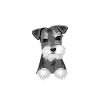 Hund Schnauzer Riesenschnauzer