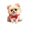 Poméranie chien maman Saint-Valentin