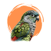 Green Cheeked Conure Art