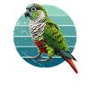 Grünwangen-Conure-Illustration Conure-Papagei