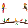 Facilement distrait par les oiseaux