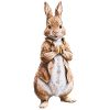 Cute bunny brown 14