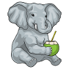 Elephant Coconut