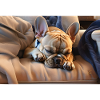 Sleeping frenchie