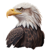 Beautiful bald eagle