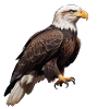 Schöner Weißkopfseeadler