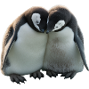 Zwei Pinguine umarmen sich
