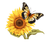 Girasole con farfalla