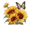 Sunflowers with butterfly