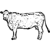 Vache