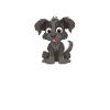Schnauzer géant Schnauzer chien