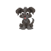 Schnauzer géant Schnauzer chien