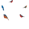 Easily Distracted by Birds