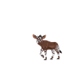 Funny zookeeper okapi lover