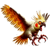 Oiseau maléfique - Calopsitte (14)
