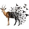Antilope
