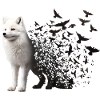 Polar fox