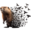Beaver