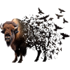 Bison