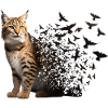 Bobcat