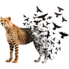 Cheetah