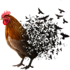 Poulet