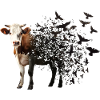 Cow