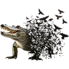 Crocodile