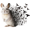 Chinchilla