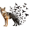 Coyote