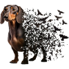 Dachshund