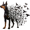 Doberman